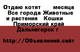 Отдаю котят. 1,5 месяца - Все города Животные и растения » Кошки   . Приморский край,Дальнегорск г.